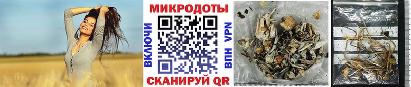 Галлюциногенные грибы Psilocybe Аша
